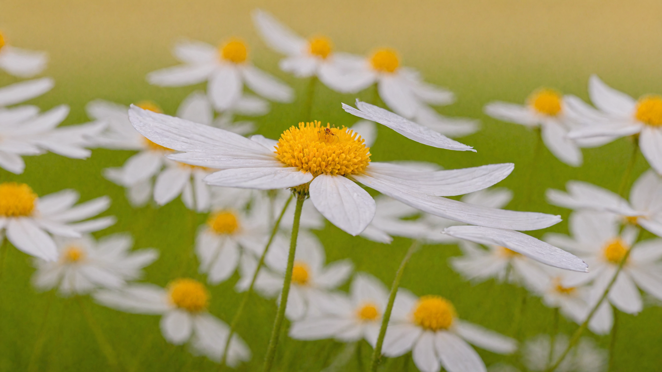 Floral Spring Wallpaper